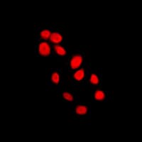 Histone H4 Antibody (N-Terminus)
