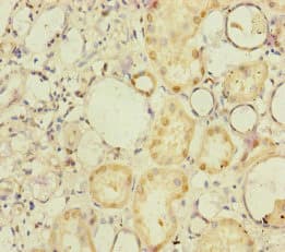 NELL1 Antibody