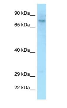 DEF6 Antibody (C-Terminus)