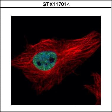 Polyclonal Rabbit anti-Human PPIL4 Antibody (IF, WB)
