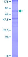 Human SLC2A3 / GLUT3 Protein (Recombinant GST)