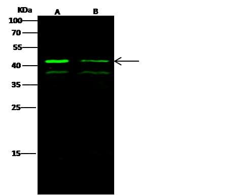 MAPK3 / ERK1 Antibody (Preservative Free)