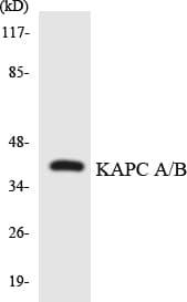PRKACA + PRKACB Antibody (aa17-66)