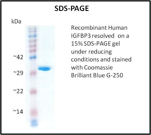 Human IGFBP3 Protein (Recombinant)
