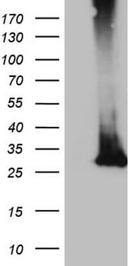 MS4A12 Antibody (clone OTI1A9)