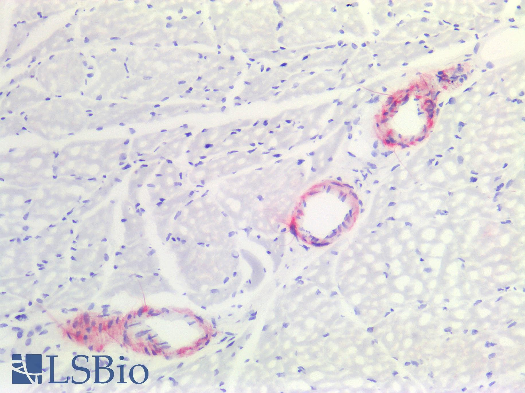 PathPlus™ Smoothelin Antibody (clone R4A)