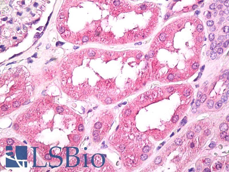 IHC-plus™ GNPDA1 Antibody (aa250-289)