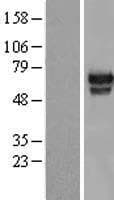 HMG2L1 / HMGXB4 Protein (Over-Expression Lysate Myc-DDK (Flag))
