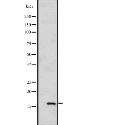 HSPB9 Antibody