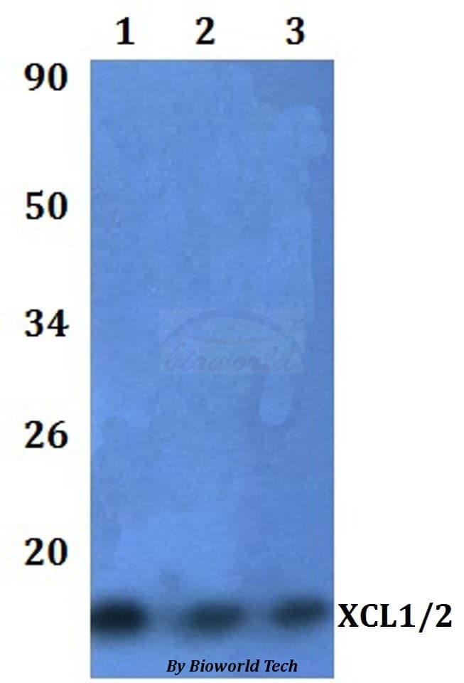 XCL1 / Lymphotactin Antibody
