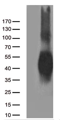 Monoclonal Mouse anti-Human CD80 Antibody (clone OTI1G9, WB)