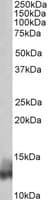 IHC-plus™ PLN / Phospholamban Antibody (aa3-14)