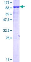 Human POLR3C Protein (Recombinant GST)