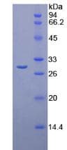 Rat Chymotrypsin C Protein (Recombinant His, N-Terminal)
