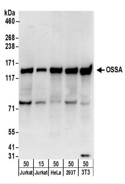FAM120A Antibody (aa1068-1118)
