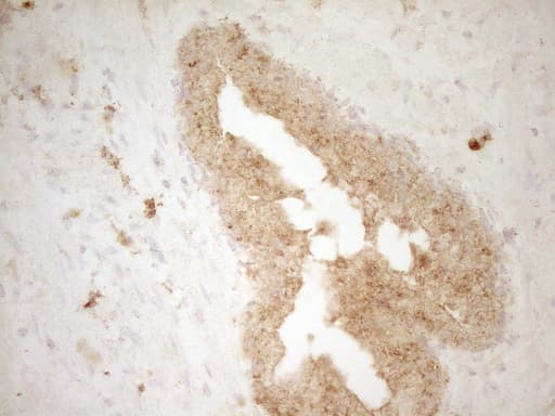 BTG1 Antibody (clone OTI7H6, Carrier-free)