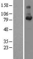Human CCNF / Cyclin F Protein (Over-Expression Lysate Myc-DDK (Flag))
