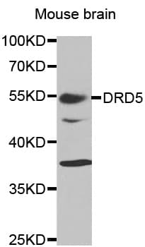 DRD5 / Dopamine Receptor D5 Antibody