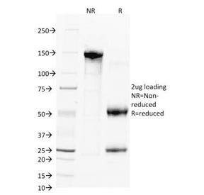 CD38 Antibody (clone FS02)