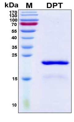 Human Dermatopontin / DPT Protein (Recombinant His, N-Terminal)