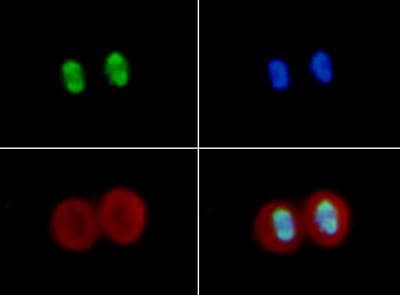 HIST4H4 Antibody (Ac-Lys16)