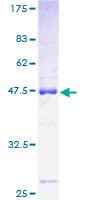 Human ROBO3 Protein (Recombinant GST)