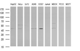 PARVA Antibody (clone OTI3G9)