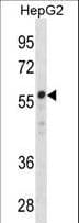 ZNF276 Antibody (aa388-416)