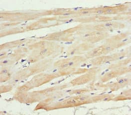 MTX2 Antibody