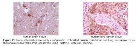 Monoclonal Mouse anti-Human MAPK10 / JNK3 Antibody (clone 8A5D11, IHC, WB)