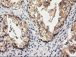 CHCHD5 Antibody (clone OTI9E6)