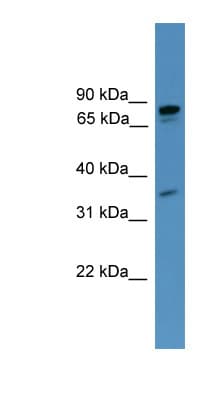 PDE8A Antibody (aa681-730)