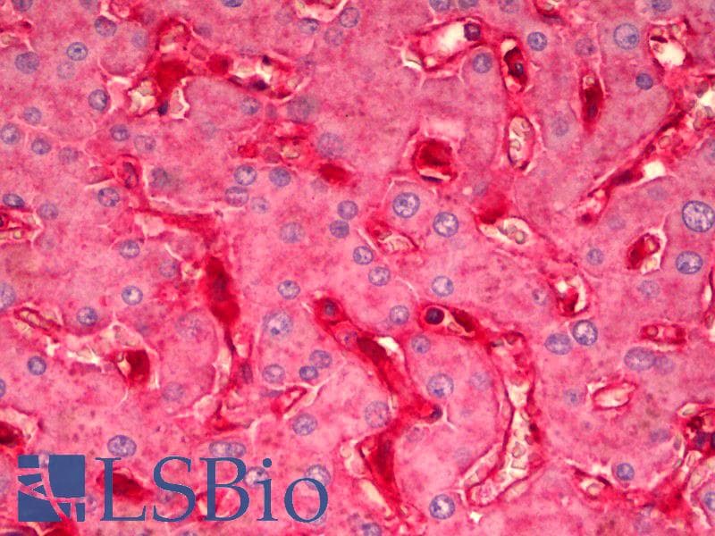 IHC-plus™ B2M / Beta 2 Microglobulin Antibody