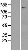 CNTN6 / Contactin 6 Protein (Over-Expression Lysate Myc-DDK (Flag))