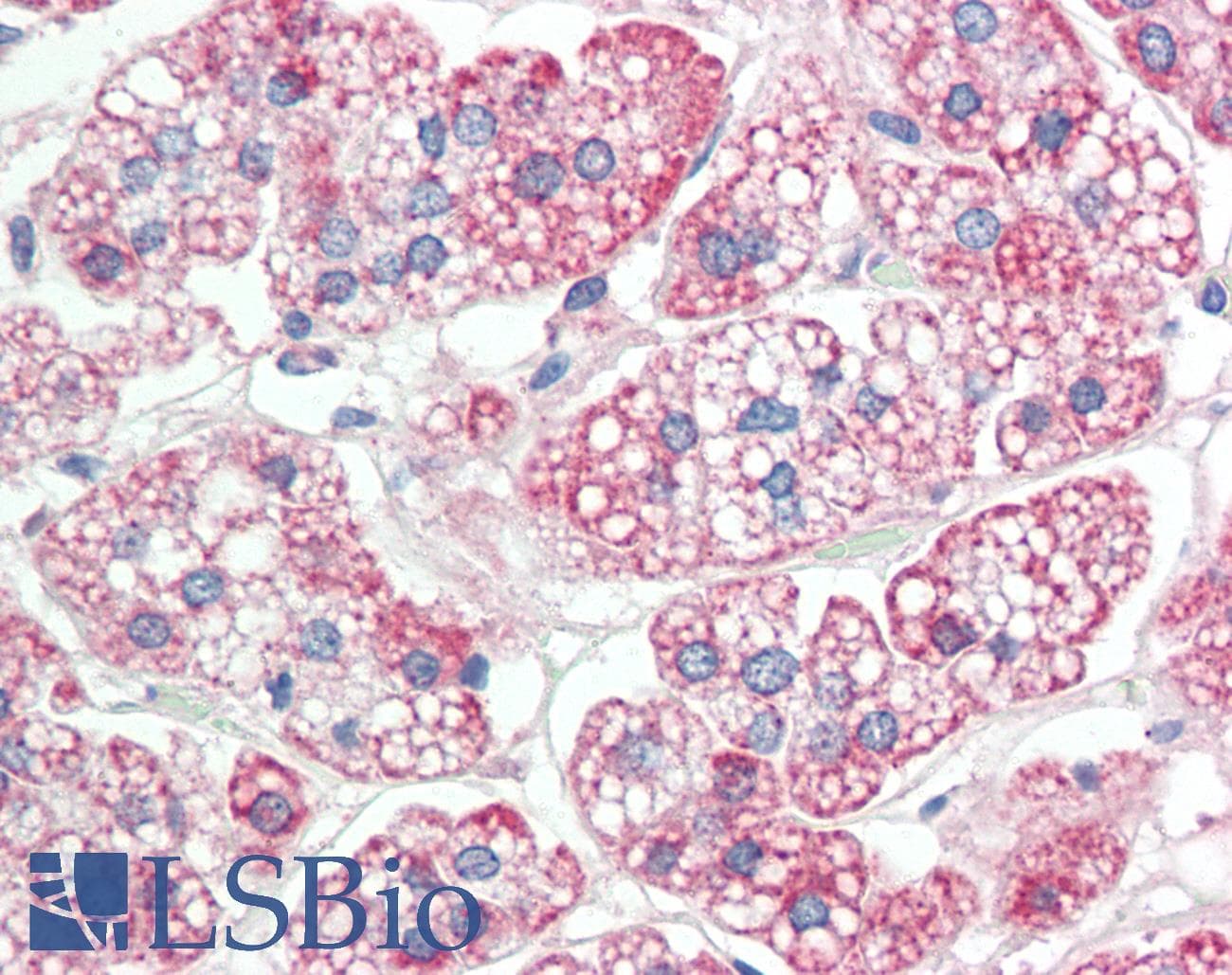 IHC-plus™ TMEM30B Antibody (aa91-140)