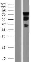 WASH1 Protein (Over-Expression Lysate Myc-DDK (Flag))