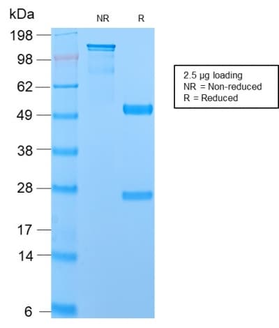 EMA / MUC1 Antibody (clone MUC1/2729R, Azide-free, Carrier-free)