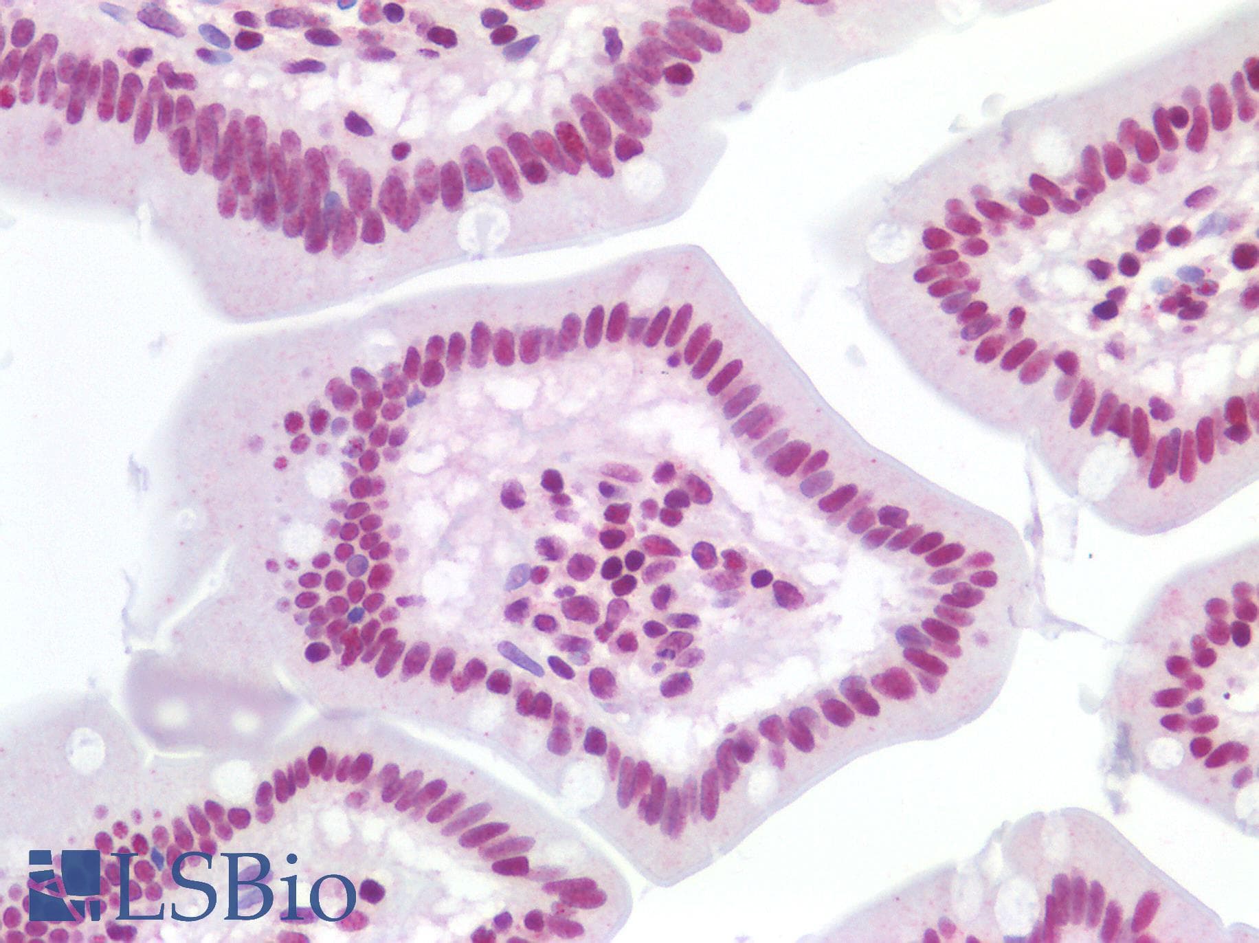 IHC-plus™ TERT / Telomerase Antibody