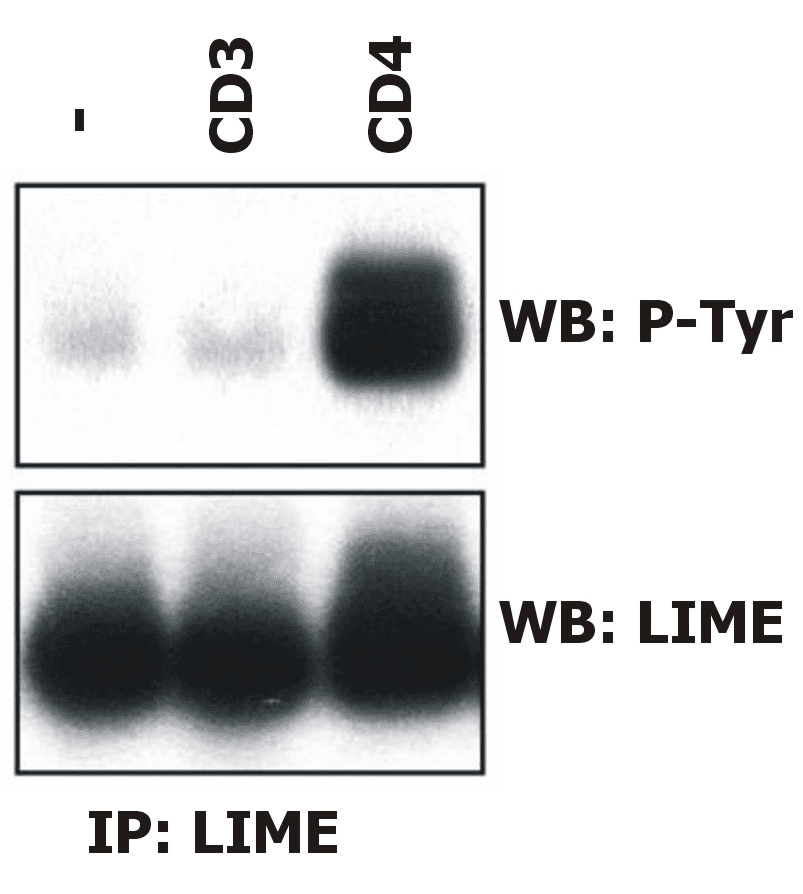 LIME1 / LIME Antibody (aa141-295, clone LIME-06)