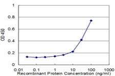 Monoclonal Mouse anti-Human PAFAH1B3 Antibody (clone 3G6, WB)