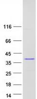 Human C11orf58 Protein (Recombinant Myc-DDK (Flag))