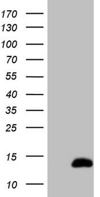 Monoclonal Mouse anti-Human CDC42SE2 Antibody (clone OTI10A5, WB)