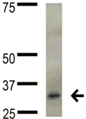 Monoclonal Mouse anti-Human FGF13 Antibody (clone S235-22, IF, WB)