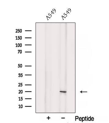 SRP19 Antibody