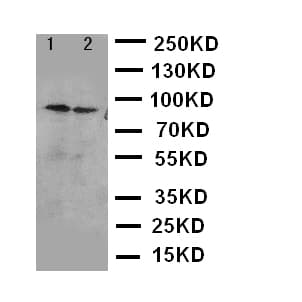 CHUK / IKKA / IKK Alpha Antibody (aa728-745)