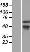 WDR13 Protein (Over-Expression Lysate Myc-DDK (Flag))