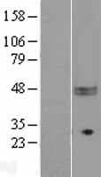 CD47 Protein (Over-Expression Lysate Myc-DDK (Flag))