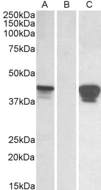 IHC-plus™ Polyclonal Goat anti-Human SLAMF8 Antibody (aa268-279, IHC, WB)