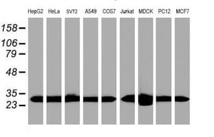 PSMA6 Antibody (clone OTI7C2)