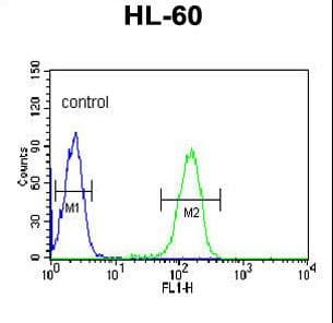 PV1 / PLVAP Antibody (aa214-242)